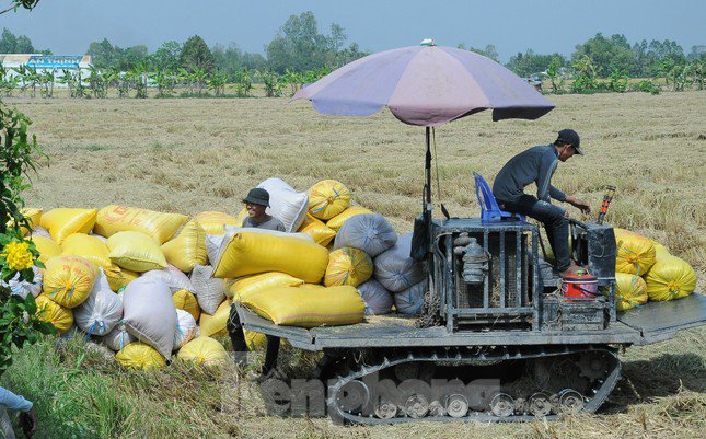 Các doanh nghiệp vẫn thận trọng trước tâm lý mua lúa dự trữ chờ giá lên bởi tiềm ẩn rủi ro. Ảnh: Cảnh Kỳ.