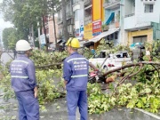 Tin tức trong ngày - Thoát nạn trong gang tấc khi thấy cành cây cổ thụ sắp gãy xuống đường