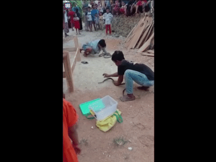 Video: Hôn hổ mang chúa trước đám đông, thanh niên lãnh cú cắn “tử thần”