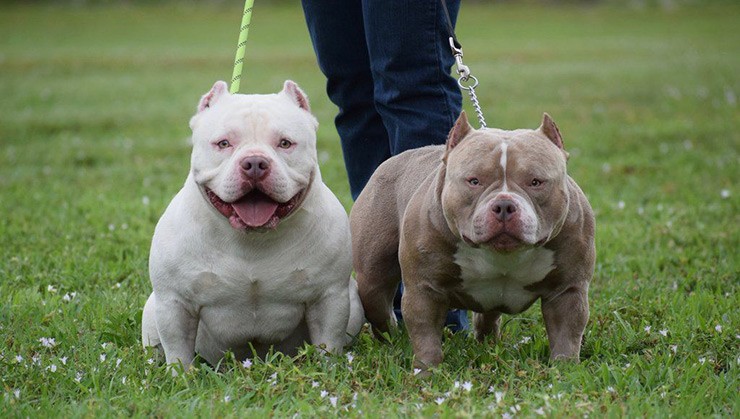 Thức ăn của dòng chó Exotic Bully cũng không có gì đặc biệt, chúng chủ yếu ăn thức ăn nhiều đạm sẽ tốt cho cơ bắp nhưng cơ bản là đồ thực phẩm sống sẽ giúp mượt lông.
