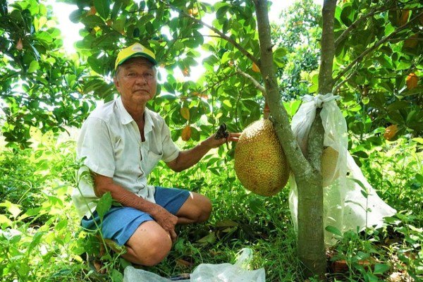 Nghề lạ ở Việt Nam: Gác bằng đại học về quê trồng loại mít lạ, cho trái quanh năm, 10X thu lãi 500 triệu/năm - 3