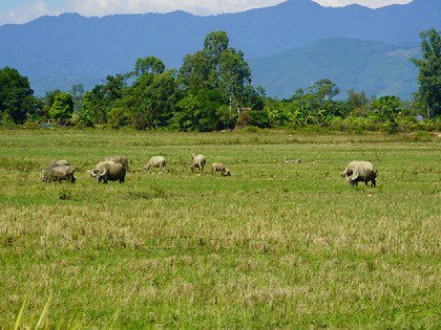 Hơn 6.000 ha đất ruộng bị bỏ hoang vì nông dân sợ... chuột