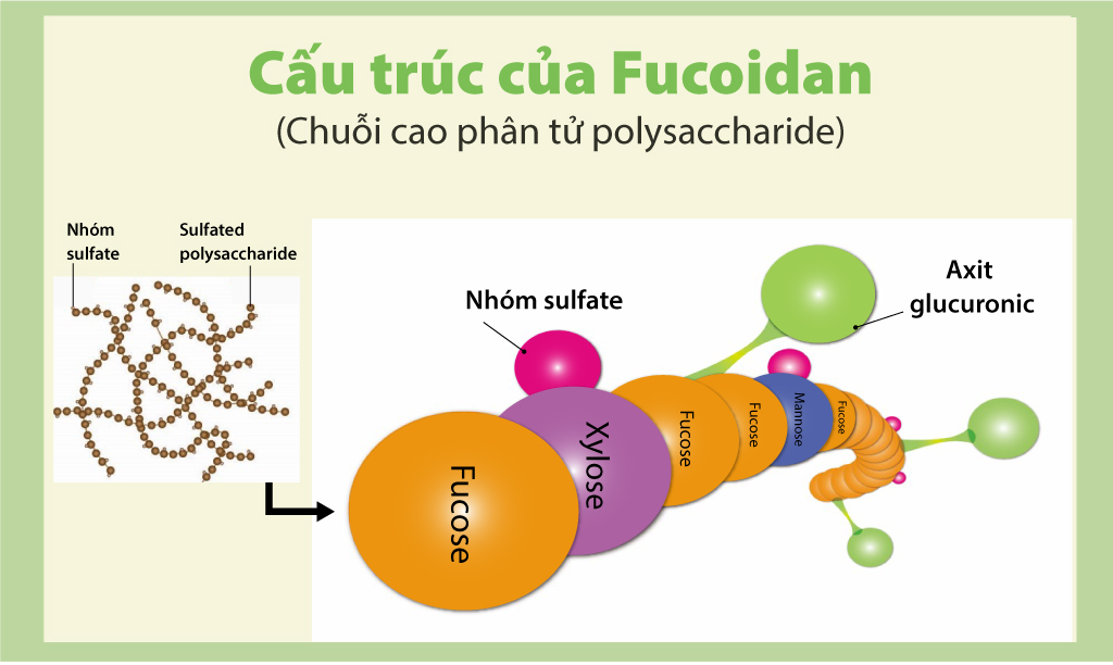 Hợp chất Fucoidan và cơ chế chống oxy hóa - 2