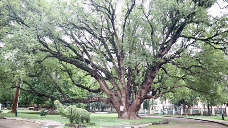 Trong khuôn viên Biệt điện Bảo Đại có rất nhiều cây xanh cổ thụ, đặc biệt nhất là cây long não nằm ngay bên phải cổng vào của Biệt điện, được trồng vào năm 1930. Đến năm 2014, cây long não được gắn biển Cây di sản Việt Nam. Cây long não này cao gần 30 m, đường kính thân cây khoảng 2,5 m. Cây tỏa bóng xanh mát và rất đẹp nên được nhiều du khách trong và ngoài nước đặc biệt yêu quý.