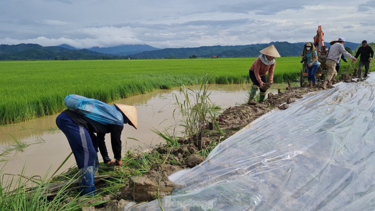 Sáng 30/7, PV Tiền Phong có mặt tại đây chứng kiến hàng chục người dân xã Buôn Triết đang cùng nhau gia cố gần 200 m đê bị vỡ.