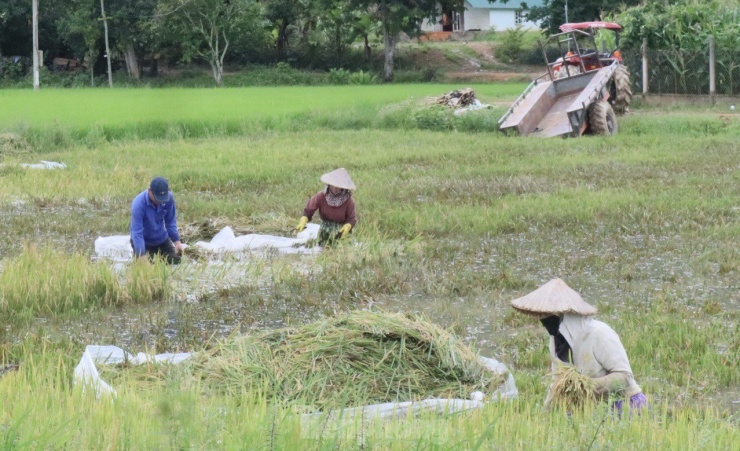 UBND huyện Lắk (Đắk Lắk) đã chỉ đạo cho UBND các xã, thị trấn khẩn trương, chủ động triển khai các biện pháp khắc phục hậu quả do mưa, lũ gây ra. Đề nghị các địa phương tiếp tục theo dõi mực nước, báo cáo tình hình ngập lụt trên địa bàn phụ trách cho UBND huyện. Đối với những vùng ngập lụt có ảnh hưởng đến khu dân cư và đời sống của người dân, chính quyền địa phương cần có những phương án sơ tán để hạn chế tối đa thiệt hại.