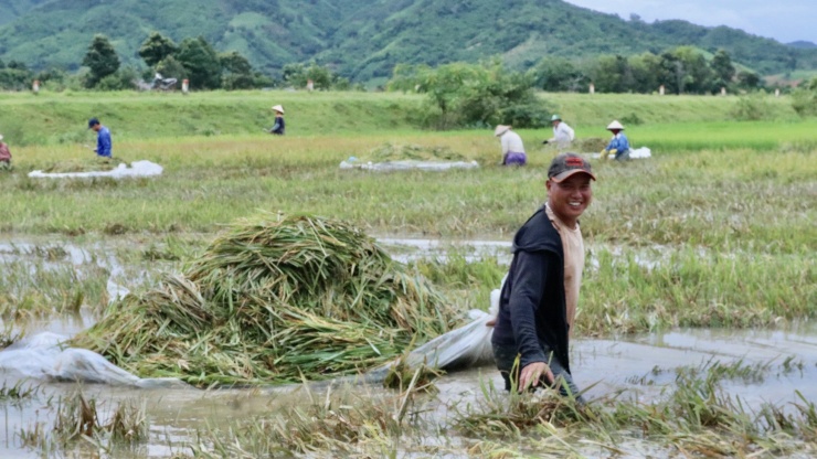 Ông Nguyễn Thành (xã Buôn triết) cho hay, nước đột ngột dâng cao nhấn chìm 3 sào lúa gần đến ngày thu hoạch. Từ sáng sớm, nhiều gia đình trong xã khẩn trương ra đồng gặt lúa, nếu để lúa ngâm nước lâu sẽ nảy mầm, mất trắng vụ hè thu.