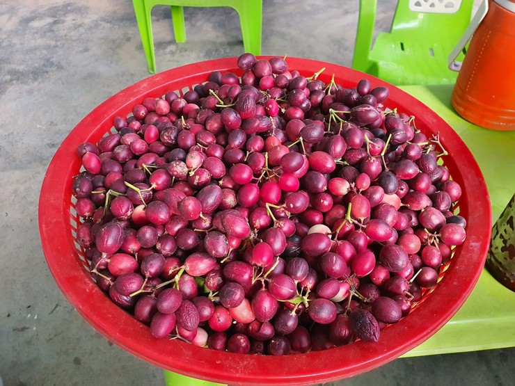 Quả siro chín có vị vừa ngọt, vừa chua, thơm nhẹ, thường ngâm với đường làm mật siro, dùng để giải khát hoặc làm màu, gia vị trong chế biến thực phẩm. Loại quả này cũng có nhiều công dụng tốt cho sức khỏe.
