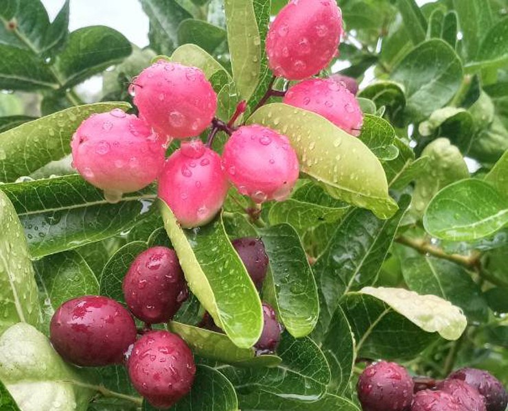 Gia đình chị thu hết quả chín để nấu siro và đem biếu, tặng mọi người còn lấy hạt gieo trồng cây mới.
