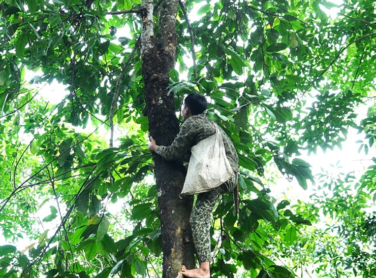 Bên trong quả có nhiều múi, vỏ dày, quả có 6 – 8 hạt. Cây tai chua thường ra hoa vào tháng 3 – 4, mùa quả vào tháng 7 – 8.
