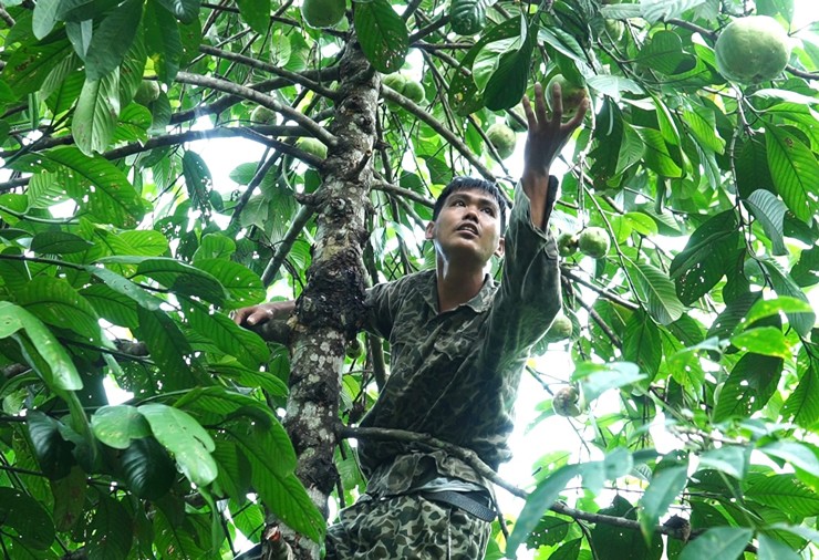 Những cây tai chua này đều mọc trong rừng nên việc đi lấy cũng không hề đơn giản.
