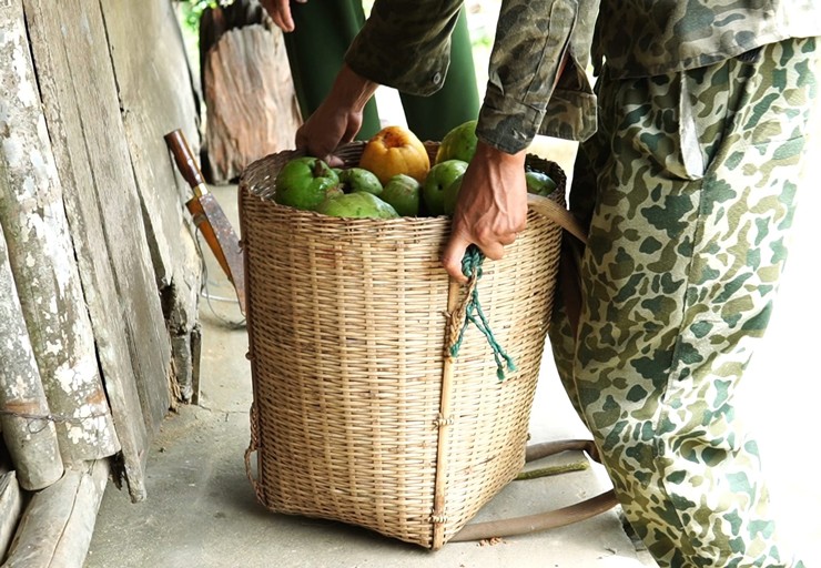 Vì cây tai chua mọc thẳng đứng rất cao, hầu như không có cây nào thấp, cành thì rất giòn nên anh phải leo trèo rất cao, khá nguy hiểm.
