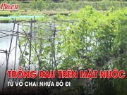 Tin tức trong ngày - Video: Độc đáo trồng rau trên mặt nước từ vỏ chai nhựa bỏ đi