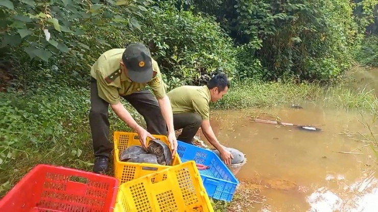 1 con trăn đất nặng 42kg được thả về môi trường tự nhiên - 3