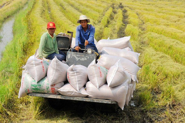 Theo Bộ NN&amp;PTNT, sản lượng lúa gạo năm nay có thể đạt kỷ lục trên 43 triệu tấn, phục vụ tốt cho hoạt động xuất khẩu và dự trữ trong nước.