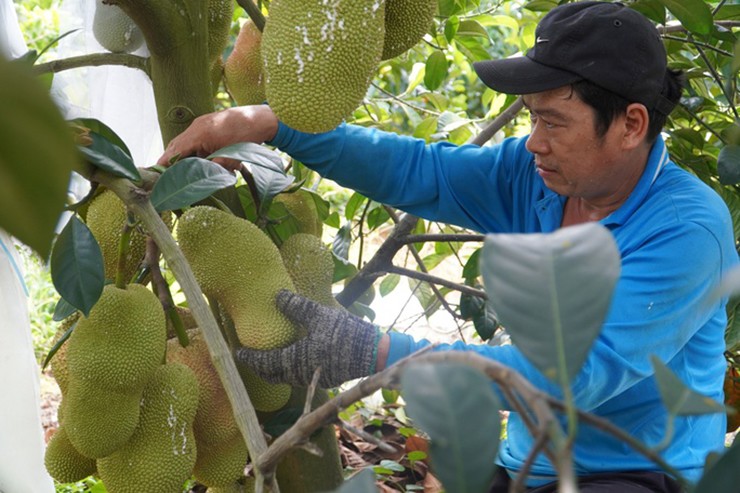 Lá mít sầu riêng mỏng, dài, tán lá to, trên các nhánh cây có lớp lông bao phủ, thân cây lùn. Khi chín, gai của giống mít này không nhọn như các giống mít khác mà dẹp, mắt gai to và thưa.
