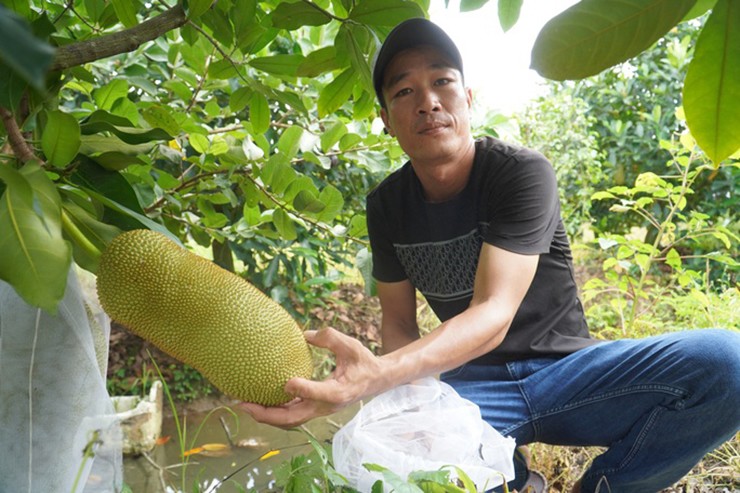 Người sở hữu giống mít này là ông Nguyễn Hữu Khang (36 tuổi; ngụ phường Tân Lộc, quận Thốt Nốt, TP Cần Thơ).
