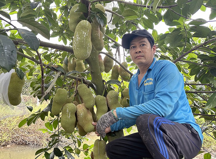 Theo lời ông Khang, cách đây vài năm, ông đi làm việc tại Đài Loan (Trung Quốc) và có ăn loại mít này. Thấy ngon, ông Khang hỏi mua giống và cắt nhánh đem về Việt Nam trồng.
