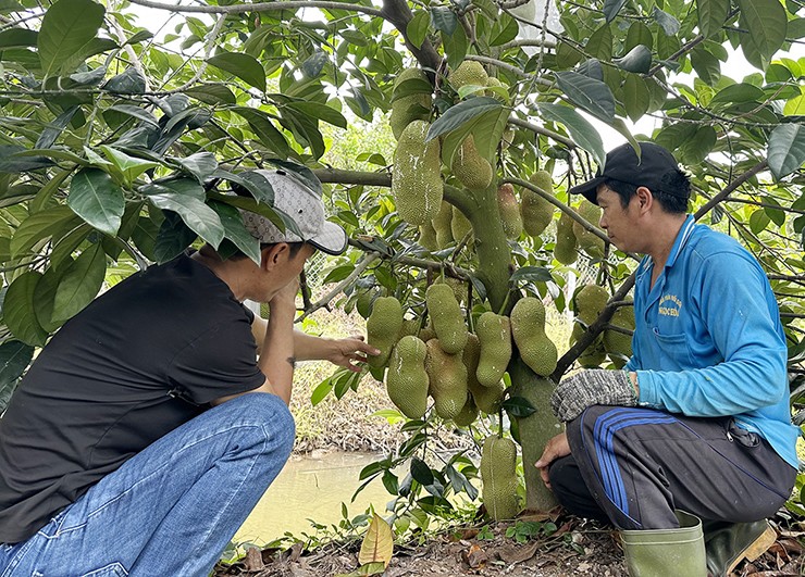 Ông Khang cho biết: &#34;Tôi đang có khoảng 400 gốc mít sầu riêng với 3 loại khác nhau, gồm: mít sầu riêng ruột hồng; kem và vàng. Trong đó, mít sầu riêng ruột vàng là vượt trội nhất vì có thịt dày, hạt nhỏ, đặc biệt là các múi mít rất giống với cơm của trái sầu riêng&#34;.
