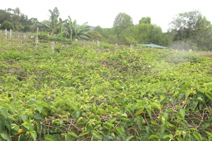 Gia đình ông Đặng Nguyên Hải (SN 1970, trú xóm 6, xã Nam Kim, huyện Nam Đàn, Nghệ An) trồng hơn 3 sào hoa thiên lý. Hợp chất đất, khí hậu nên mặc dù đã bước sang năm thứ 6 cho thu hoạch nhưng rất sai hoa, bông to, xanh mướt.