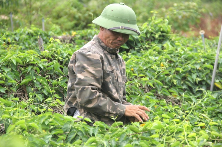 “Gia đình đầu tư đổ cọc bê tông, căng dây cước để cây thiên lý vươn tán rộng, thoáng, đón nắng đều hơn. Đồng thời lắp hệ thống tưới tiêu tự động để luôn đảm bảo đủ độ ẩm. Đầu vụ đến nay, gia đình đã cho thu hái khoảng 20 lứa, mỗi lứa khoảng 30kg, đem lại thu nhập khá cao”, ông Hải chia sẻ.