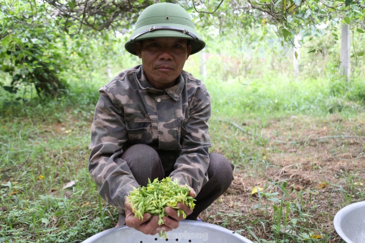 Theo ông Hải, so với 2 vụ trước thì năm nay năng suất cao hơn; giá hoa thiên lý đầu mùa dao động từ 60.000-70.000 đồng/kg.