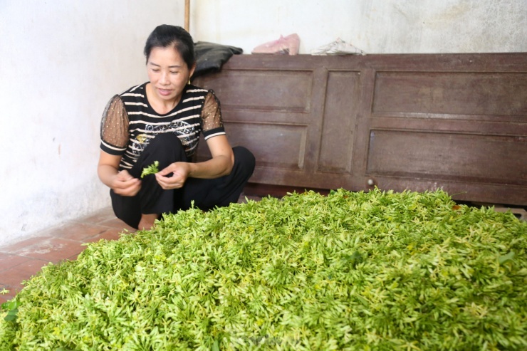 Chị Nguyễn Thị Khánh, thương lái thu mua hoa thiên lý ở huyện Nam Đàn cho biết: “Hoa thiên lý được trồng tập trung ở các xã Nam Kim, Nam Anh. Năm nay, hoa thiên lý được mùa, được giá. Mỗi ngày, tôi thu mua cả tấn hoa lý cho người dân trên địa bàn, bỏ mối ở Hà Nội”.