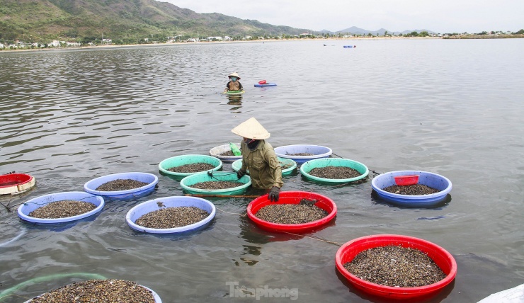 “Một ngày cào nhiều được khoảng 7-8 bao, nếu người ta mua hết cũng kiếm được tầm 500 trăm ngàn, cũng đủ một ngày công ngoài làm ruộng, những tháng nông nhàn”, ông Định tâm sự.