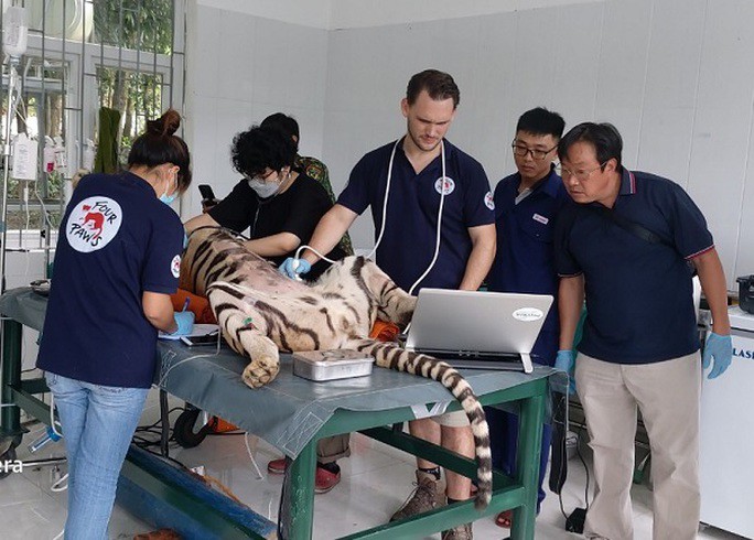 7 con hổ ở Phong Nha - Kẻ Bàng bây giờ ra sao? - 1