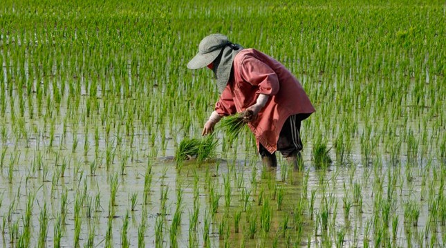 Một nông dân ở tỉnh Nakhon Sawan của Thái Lan. (Ảnh: Getty)