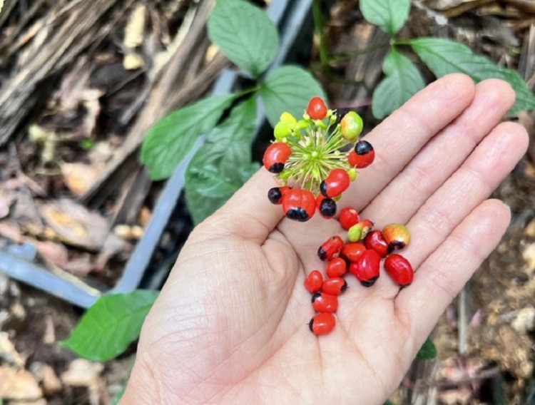 Có giá vô cùng đắt đỏ nên ai mua hạt sâm Ngọc Linh phải đặt trước cả vài tháng mới có.