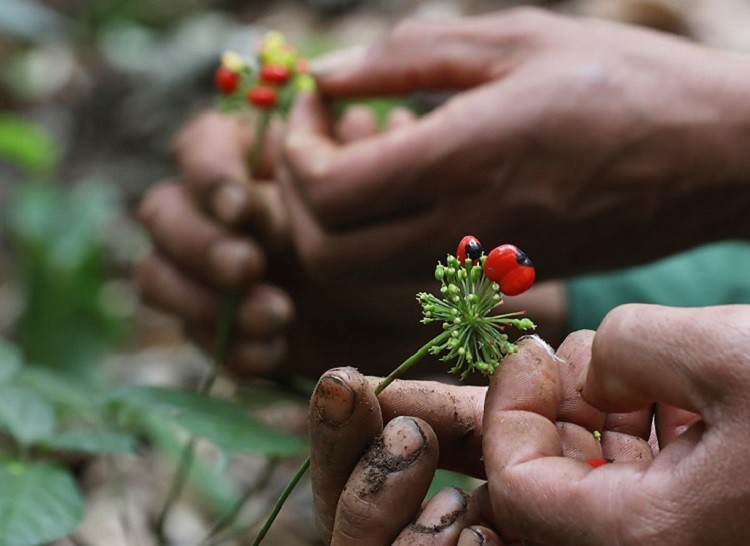 Nhờ trồng sâm Ngọc Linh, huyện Nam Trà My thu được hàng trăm tỷ mỗi năm.