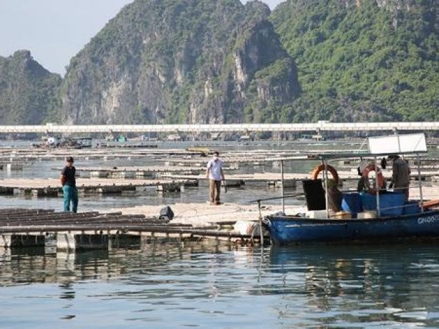 Chủ tịch phường “bảo kê” cho các hành vi xâm phạm vịnh Bái Tử Long