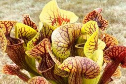 Sarracenia: Loài cây ”tử thần” đáng sợ