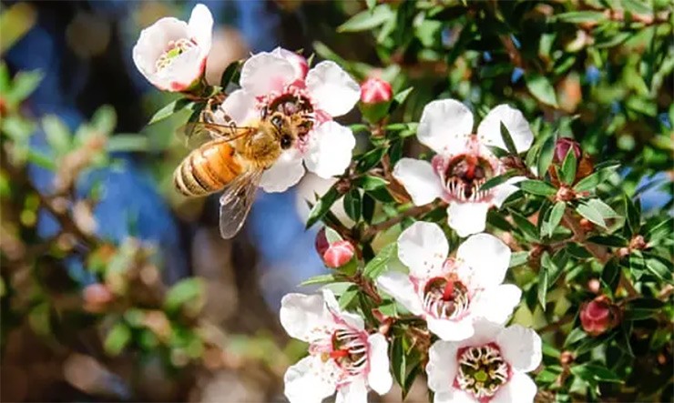 Việc thu hoạch mật ong Manuka rất khó khăn vì loài hoa này chỉ nở vỏn vẹn 12 ngày
