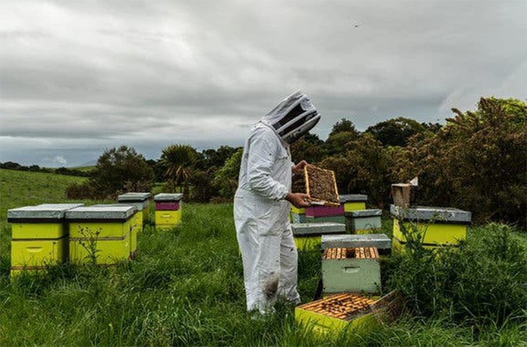 Vào năm 2017, sự quan tâm toàn cầu đối với mật ong Manuka của New Zealand với các đặc tính tốt cho sức khỏe đã khiến cho giá cả tăng vọt.&nbsp;
