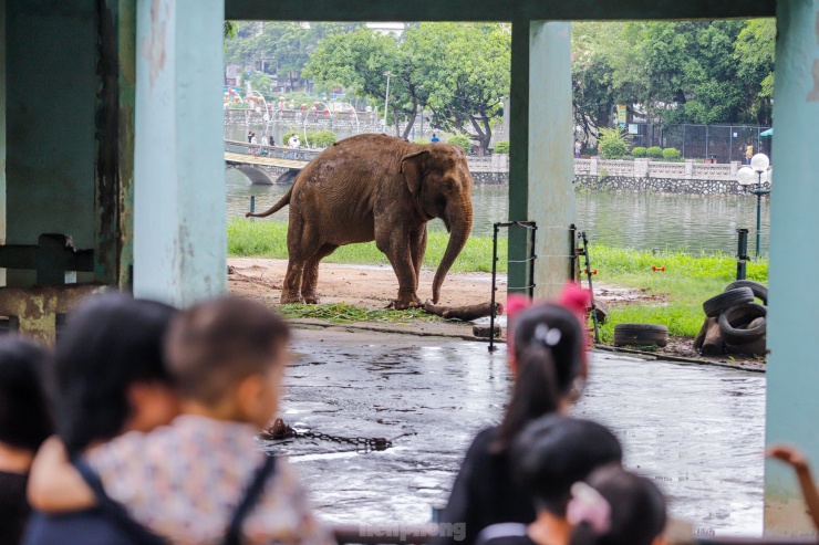 Cận cảnh hai chú voi 