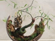 Thị trường - Tiêu dùng - Ngỡ ngàng cây dại mọc bờ bụi thành bonsai “hét giá” 70 triệu