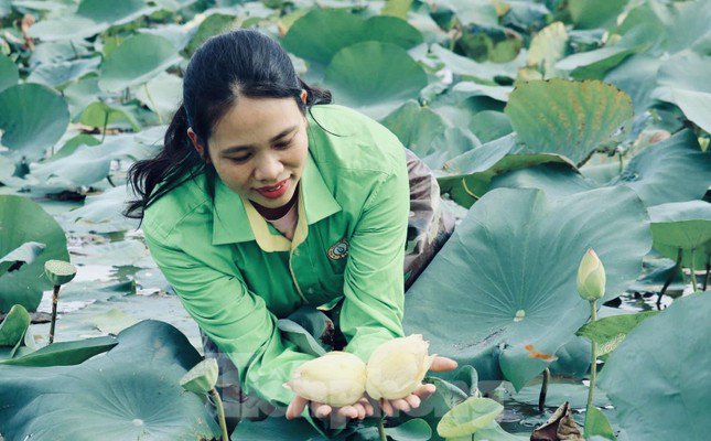 Chị Nguyễn Thị Hồng bên bông sen tịnh đế Bỉ Ngạn Vàng.