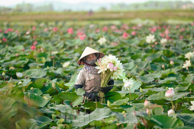 Một đầm sen thuộc hợp tác xã Sen quê Bác ở xã Kim Liên, huyện Nam Đàn, Nghệ An.