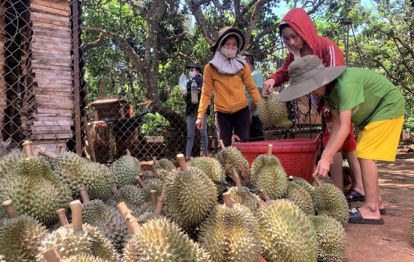 Gia đình anh Nguyễn Đăng Vinh thu hoạch sầu riêng bán cho thương lái.