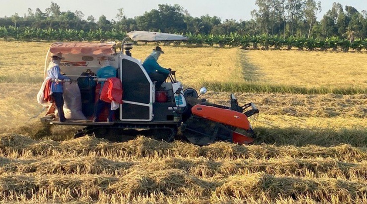 Điều kiện tự nhiên thuận lợi nên nhiều vùng ở ĐBSCL có thể trồng ba vụ lúa mỗi năm. Ảnh: HD