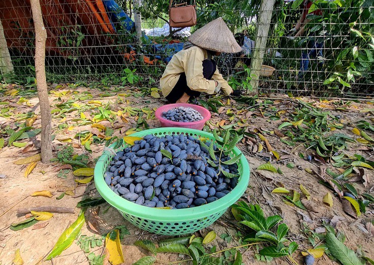 Trám đen ra hoa vào tháng 2, cho thu hoạch vào cuối tháng 7, đầu tháng 8 âm lịch.
