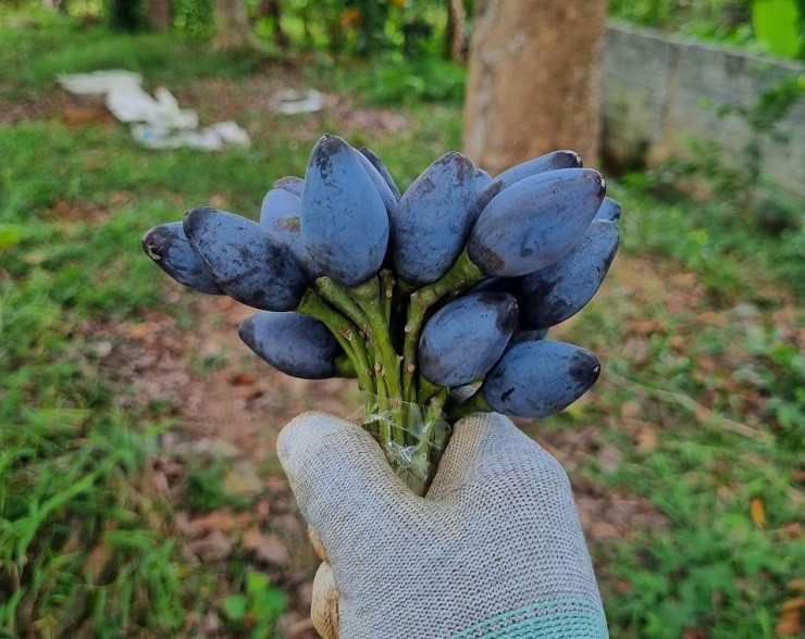 Trước đây, quả của nó thường dùng để ăn chơi hoặc chế biến thành các món ăn dân dã phục vụ trong gia đình với giá trị kinh tế thấp.
