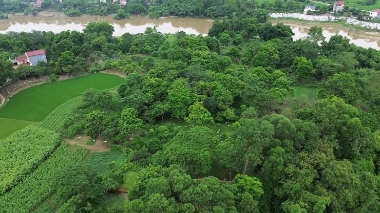 Tại thôn Vân Xuyên, xã Hoàng Vân, huyện Hiệp Hoà (Bắc Giang) hầu như nhà nào cũng trồng trám đen. Cả thôn có khoảng 3.000 cây trám đen trên diện tích khoảng 40ha.
