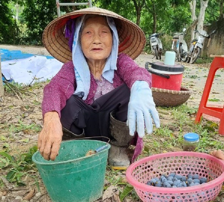 Cụ Nguyễn Thị Sê (83 tuổi), trú tại xóm Đá, thôn Vân Xuyên cho biết, vườn nhà cụ có cây trám do chính tay cụ trồng, năm nay cho thu hơn 1 tạ quả.
