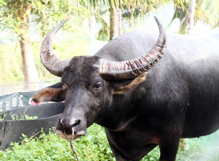 Cận cảnh