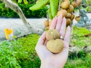 Thị trường - Tiêu dùng - Loại nhãn giá hơn 100.000 đồng/kg đang gây “sốt”, nhà vườn &quot;mót&quot; từng quả để bán