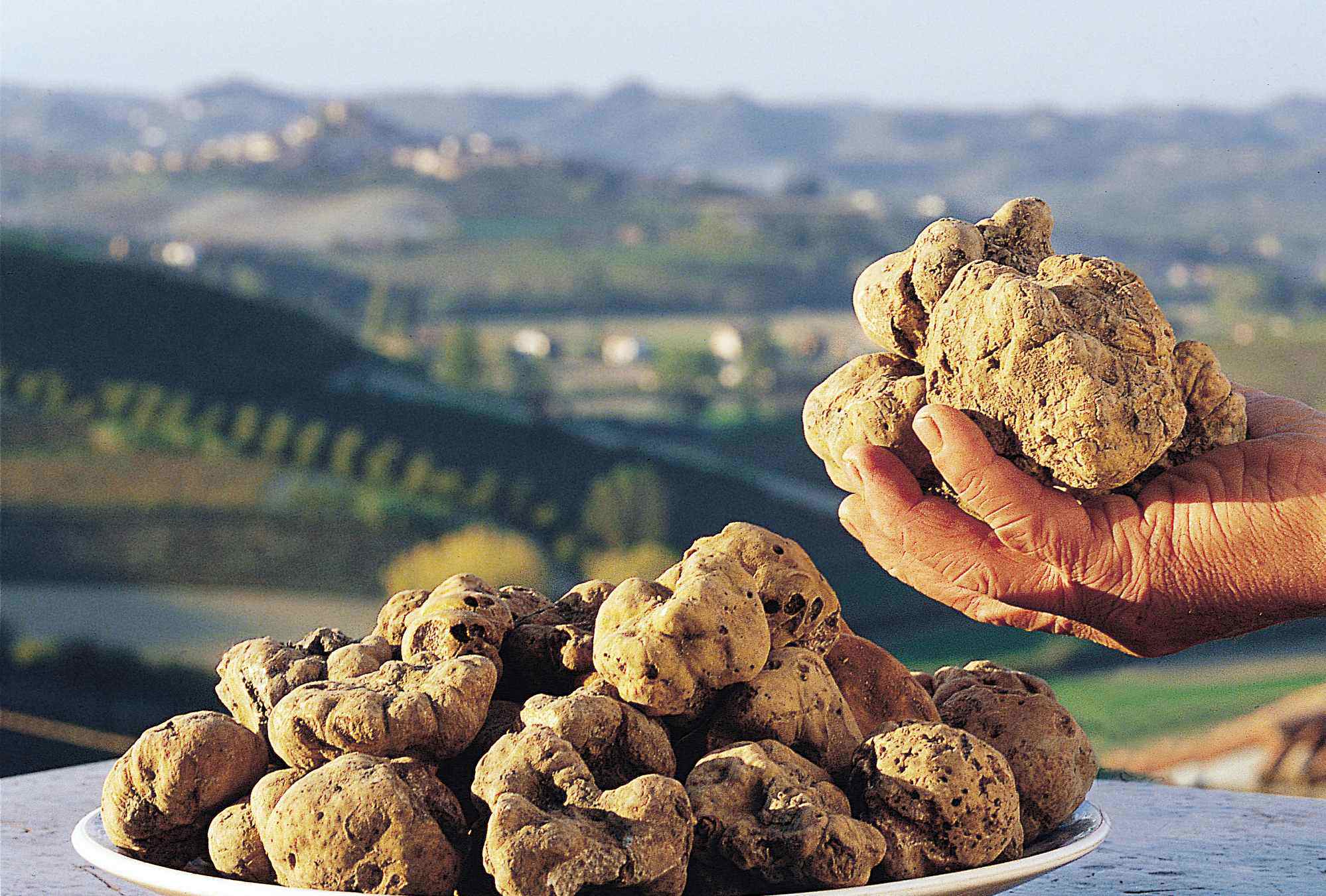 Loại nấm cục trắng Alba được ưa chuộng và có giá đắt nhất thế giới.