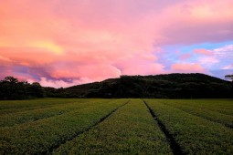 Ba trải nghiệm độc đáo cho một chuyến đi chữa lành tới Jeju